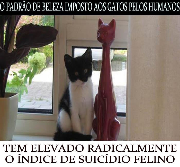 Aumenta o suicídio de gatos